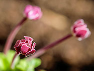 ??? flowers