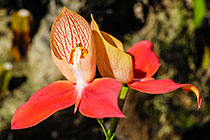 ??? flowers