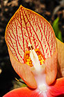??? flowers