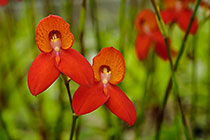 ??? flowers
