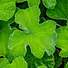??? leaves with water drops