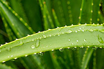 Freshness