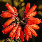 ??? fire heath flowers