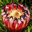 ??? flower cone
