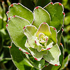 ??? elegant pincushion leaves