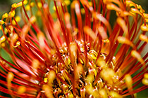 ??? elegant pincushion flowers