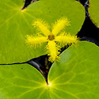 ??? flower & leaves