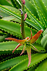 ??? young plant + leaves