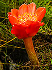 ??? April fool or blood flower flower