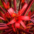 ??? candelabra flower