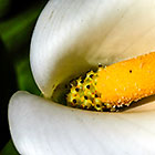 Arum Flower