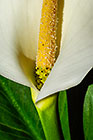 ??? arum lilly flower