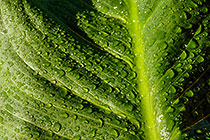 ??? arum lilly leaf