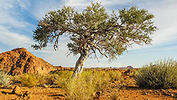 landscape with hills & tree