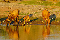Cows drinking from river at sunset