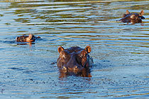 hippos in lake