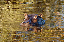 hippos in lake