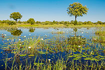 water lilies on lake
