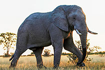 elephant in grass at sunset