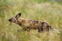 wild dogs in grass