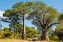 Land Cruiser between baobabs