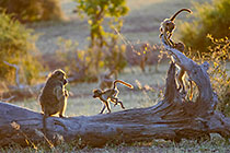baboons on tree