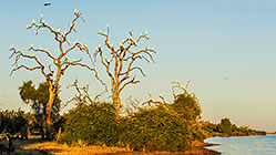 trees on banks of Zambezi river