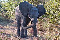 young elephant in bushes