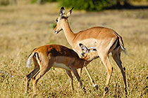 baby impala drinking from mother