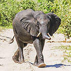 elephant crossing track