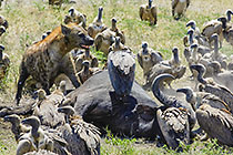 hyena eating buffalo surrounded by vaultures