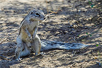squirrel in sand