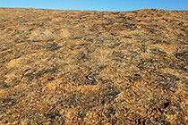 rock close-up