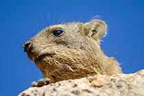 dassie on rock