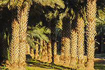 palm trees