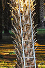 palm tree with ladder