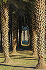 palm trees