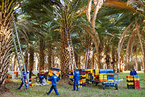 palm trees with harvesting workers