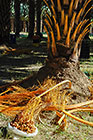 dates with tree