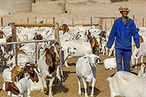 man with goats