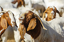 goats