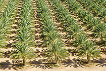 palm groves