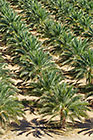 palm groves