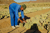 worker harvesting medicinal cactus seeds