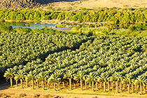 landscape with palm groves & Orange river