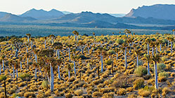 landscape with quiver trees & mountains