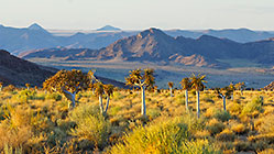 landscape with quiver trees & mountains