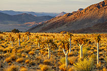 landscape with quiver trees & mountains