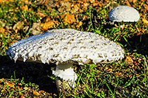 mushrooms