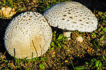 mushrooms